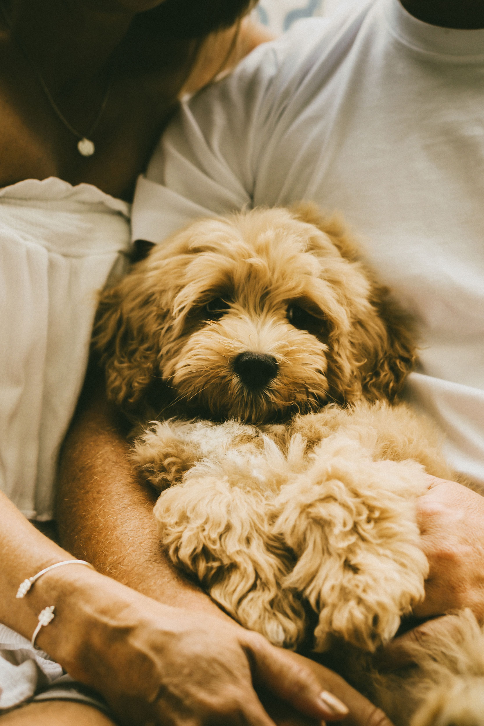 A fluffy, light brown dog sits comfortably in the arms of two people during their photo sessions—one wearing a white shirt and the other in a white off-shoulder dress, both gently holding the dog.