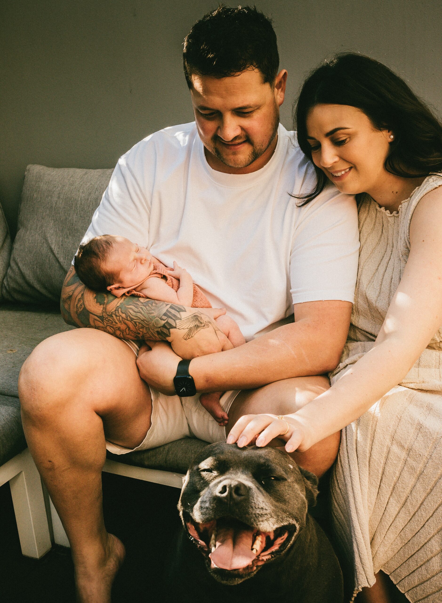 Newborn session at home with big brother, who is a blue English Staffordshire Bull Terrier dog.